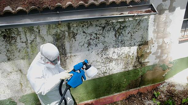 Trusted Mold Inspection service in Bowie, TX - Cheap Mold Removal